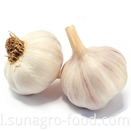 Plain white garlic